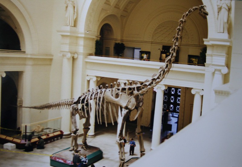 Titanosaur