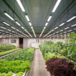 Global Grow Lights Market to Reach USD 21.4 Billion by 2034: Indoor Farming Revolution